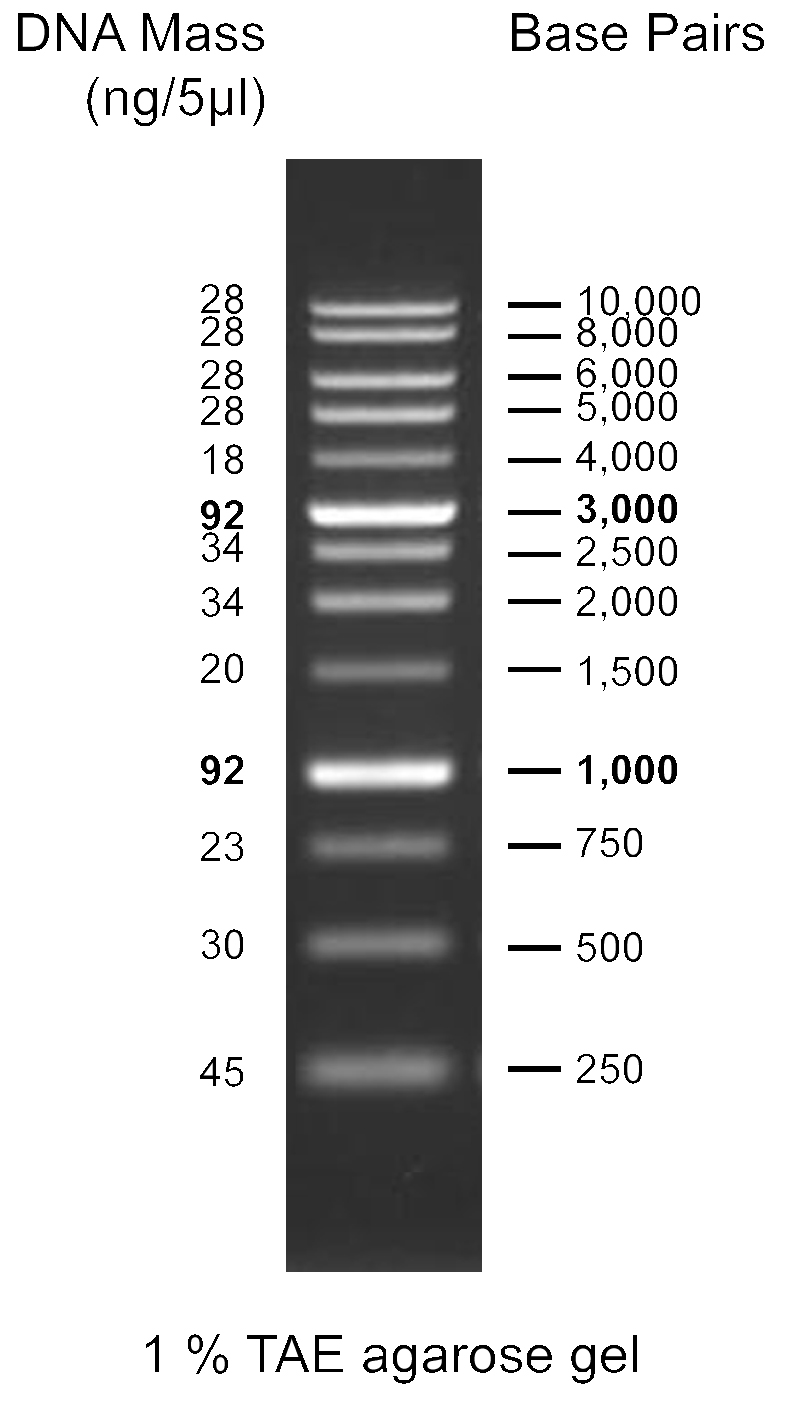 1Kbp DNA Marker